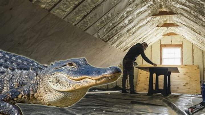 8-foot alligator hiding in attic startles home inspector
