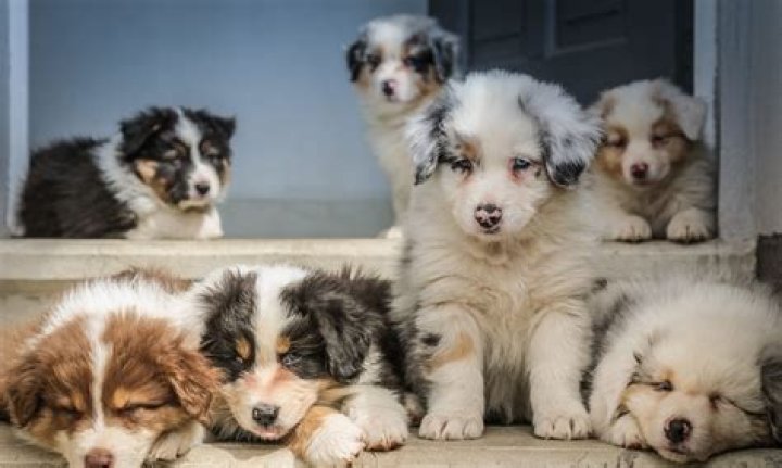 Créer un élevage de chiens ou chats : tout savoir de A à Z