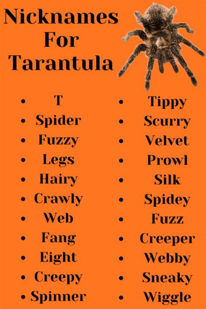 Funny Tarantula Names | List of Cute Names for Spider