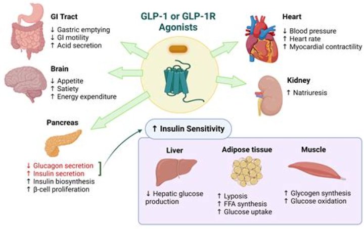 GLP-1 Agonists: What You Need to Know