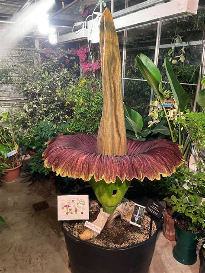 "Morphy" - The Corpse Flower