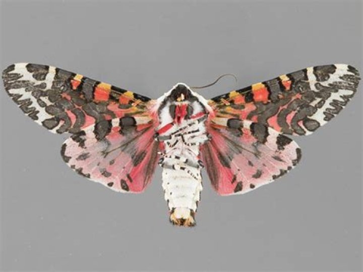 Moth Photographers Group – Arachnis picta – 8152