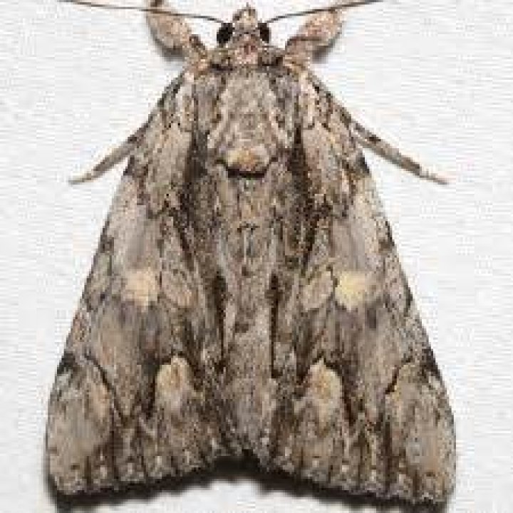 Moth Photographers Group – Catocala coccinata – 8851