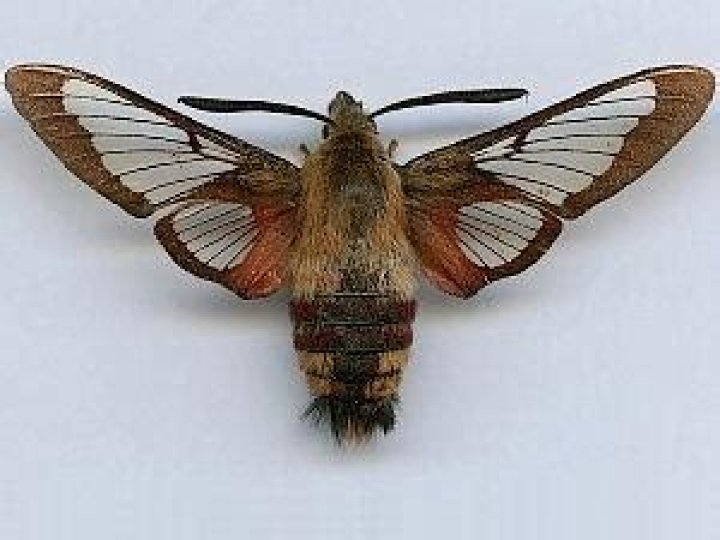 Moth Photographers Group – Hemaris thysbe – 7853