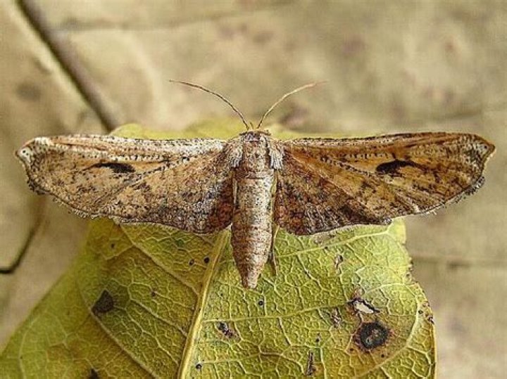 Moth Photographers Group -- Moths of Mexico by J.C.T. Garca Morales