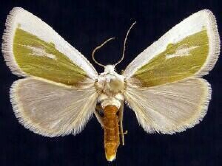 Moth Photographers Group – Neumoegenia poetica – 9737