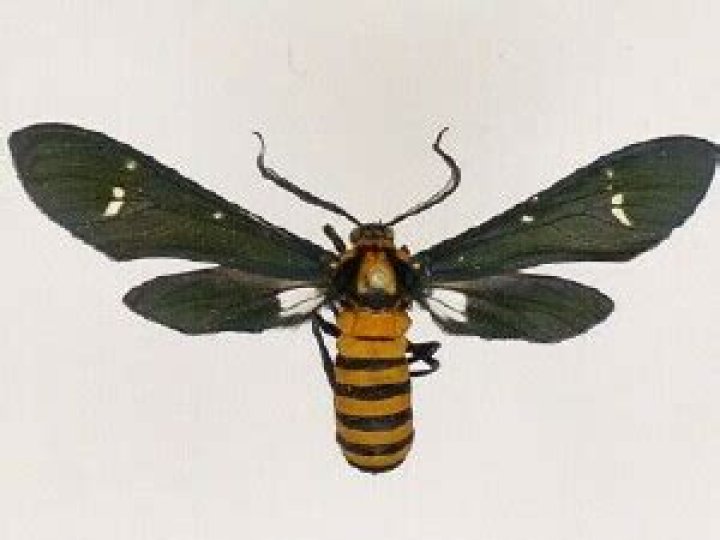 Moth Photographers Group – Syntomeida ipomoeae – 8282