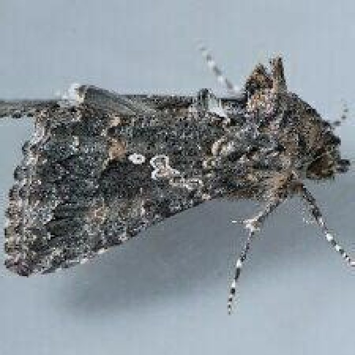 Moth Photographers Group – Trichoplusia ni – 8887
