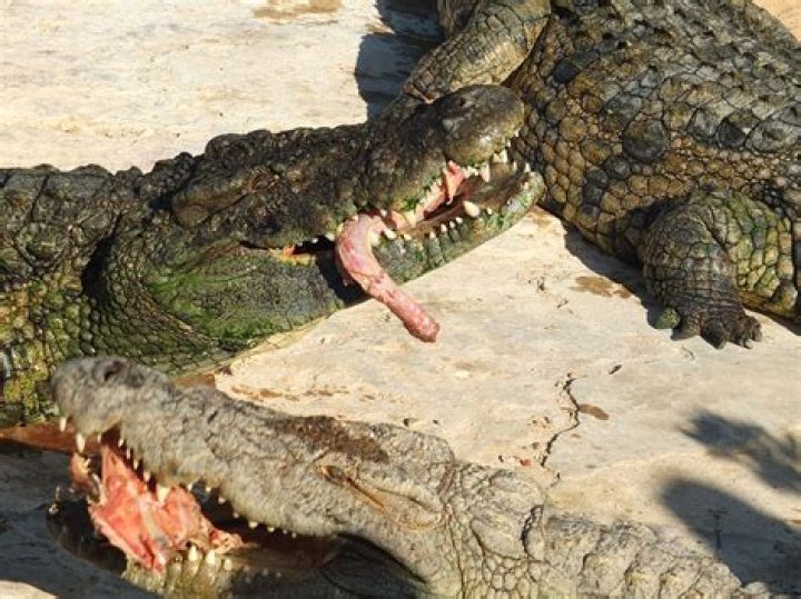 Mother feared 'eaten by crocodiles' staggers out of the Australian rainforest after 17-day ordeal | London Evening Standard