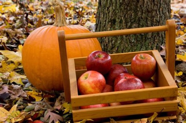 Pumpkins & Apples - Picking and Fun