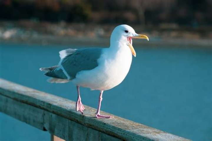 Seagulls 'now eating rats' after closure of cafes and restaurants in Rome during coronavirus lockdown | London Evening Standard