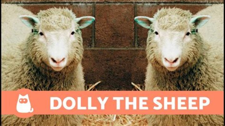 The Sheep Who Was Afraid to Go Trick or Treat