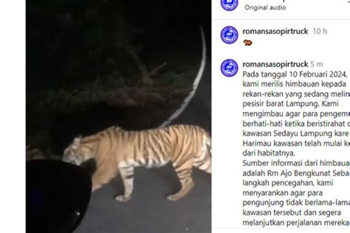 Video Detik-detik Pengendara Mobil Bertemu Harimau Sumatera